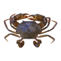 Mud Crab | Types of Crabs with Names in English