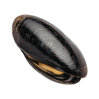 Mussel egg