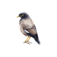 Mynah | Flying Birds Names