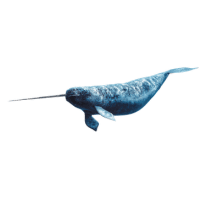 Narwhal