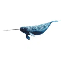 Narwhal