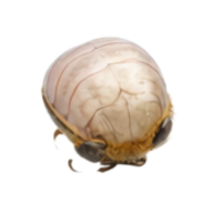 Nasonov gland | Parts of Bee
