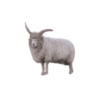 Navajo-Churro sheep