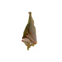 Nectar bat | Types of Bats Breeds with Names
