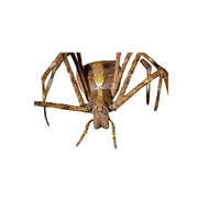 Net-Casting Spider