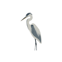 Night Heron | Water Birds Names