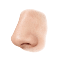 Nose