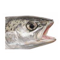 Nostril | Parts of Fish