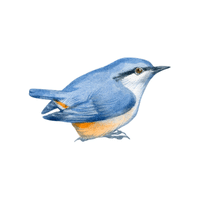 Nuthatch