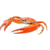Ocean Crab