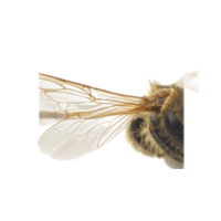 Ocelli | Parts of Bee