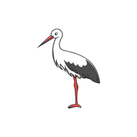 Openbill Stork | Water Birds Names