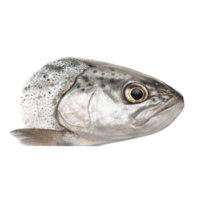 Operculum | Parts of Fish