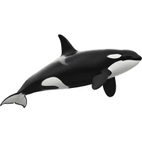 Orca