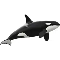 Orca