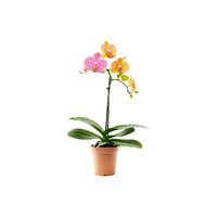 Orchid | Plants and Their Names