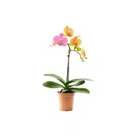 Orchid | Plants and Their Names