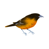 Oriole | Flying Birds Names