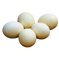 Ostrich egg