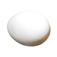 Owl egg | Types of Eggs with Names in English