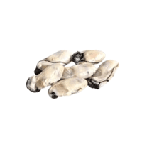 Oyster meat | Types of Meats with Names