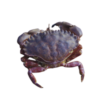 Pacific Crab