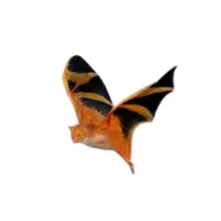 Painted bat