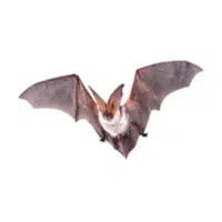 Pallid bat | Types of Bats Breeds with Names