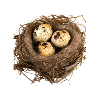 Partridge egg