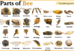 Parts of Bee with Names in English with Pictures