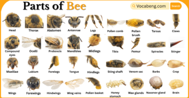 Parts of Bee with Names in English with Pictures