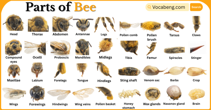 Parts of Bee with Names in English with Pictures