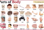 Parts of Body with Names in English with Pictures