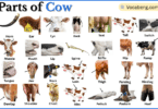 Parts of Cow with Names in English with Pictures