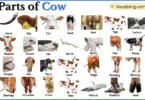 Parts of Cow with Names in English with Pictures
