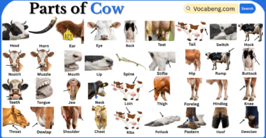 Parts of Cow with Names in English with Pictures