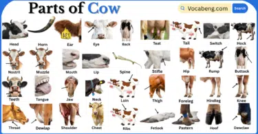 Parts of Cow with Names in English with Pictures