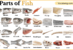 Parts of Fish with Names in English with Pictures