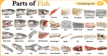 Parts of Fish with Names in English with Pictures
