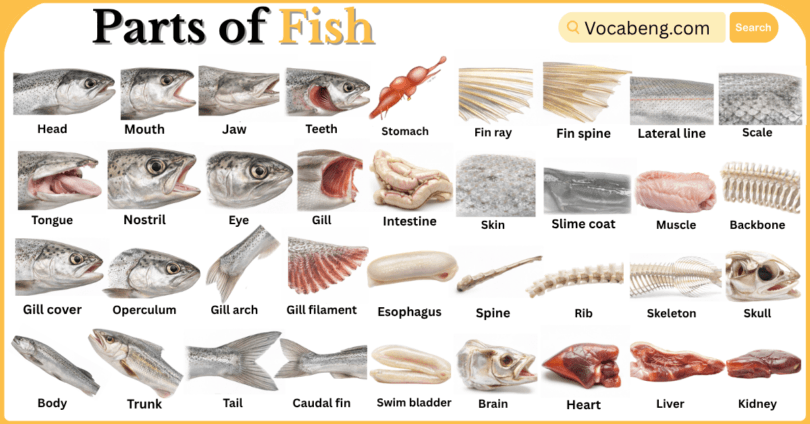 Parts of Fish with Names in English with Pictures