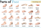 Parts of Foot with Names in English with Pictures