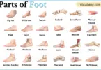Parts of Foot with Names in English with Pictures