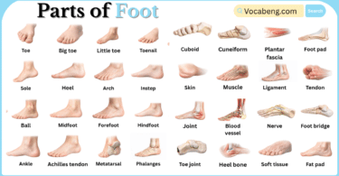 Parts of Foot with Names in English with Pictures