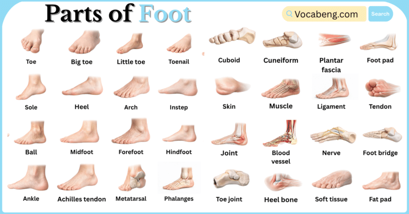 Parts of Foot with Names in English with Pictures