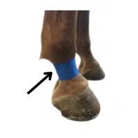 Pastern  | Parts of Cow with Names in English 
