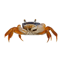 Patriot Crab | Types of Crabs with Names in English