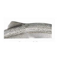 Pectoral fin | Parts of Fish
