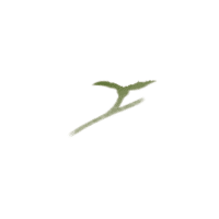 Peduncle