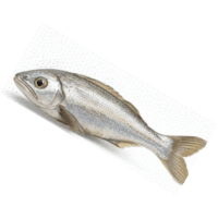 Pelvic fin | Parts of Fish