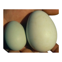 Penguin egg